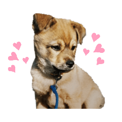 わんわんスタンプ（クロ）