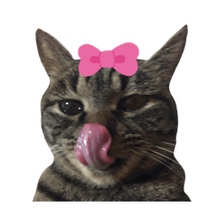 よしだ家のにゃんこたち ２