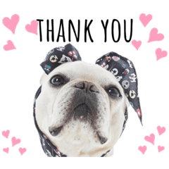 フレンチブルドッグ の豆福