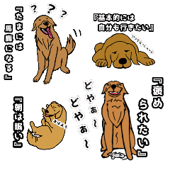 愛しき我が家の大型犬