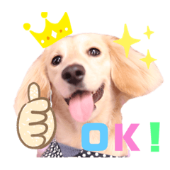 ミニチュアダックスフンドのロブくん