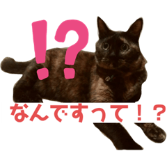 さび猫おこげさん