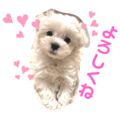 平野家のワンコ①