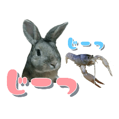 うちの子シリーズ『うさぎとザリガニさん』