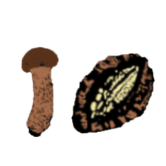 動く山の幸松茸幸君と海の幸鮑幸ちゃん