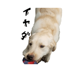 ラブラドールレトリバー01