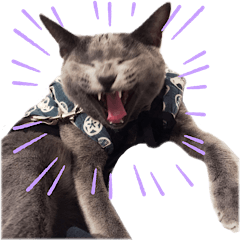 ニャンちゃんですよ。華麗なる家猫ライフ