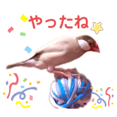 文鳥ズ②