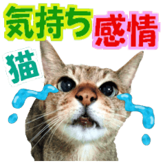 ゆかいなにゃんこ5★気持ち＆感情★