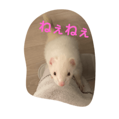 フェレットはなちゃんかわいいスタンプ