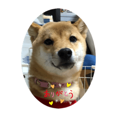 ハッピー チャッピー 20200629