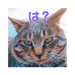 うちのお庭番野良猫２