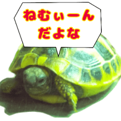 ヘルマンリクガメ　りくちゃん