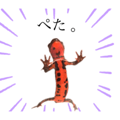 アカハライモリ［ぺろちゃん］