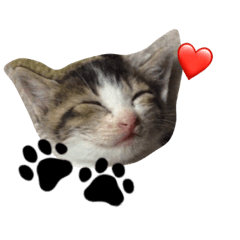 豆大福にゃんこ