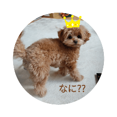 チワプーの日常3