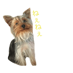 ヨーキーだわん！