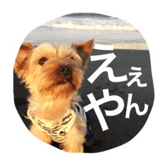 ヨーキー関西弁ご挨拶