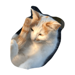 ちゃろのすけです。