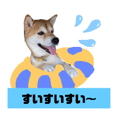 柴犬花ちゃん、ゆる〜く生きてます