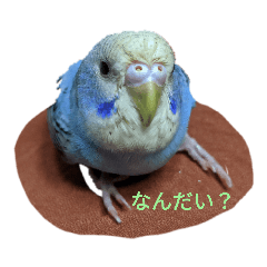 インコのしーちゃんです