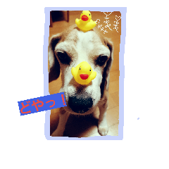 使えるかもな可愛い動物のスタンプ