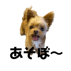 チワプーのちびすけ