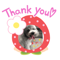 癒し犬ソラとユキ