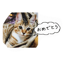 私の猫ミーちゃん 2