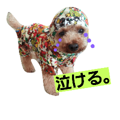 トイプードルQちゃん④