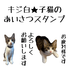 子猫あいさつスタンプ（キジ白）