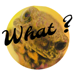 赤いお腹のイモリくんとイモリちゃん