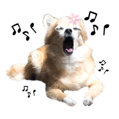 チワワのポポさん5