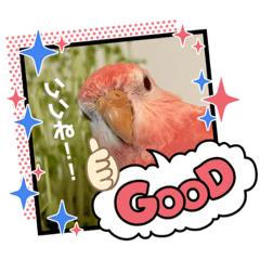 可愛いピンクのアキクサインコpincoさん！