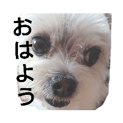 チワマルのりくちゃんのかわゅいスタンプ