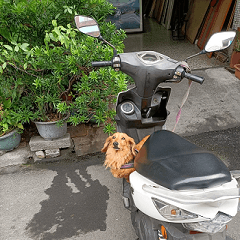 Passionate Dachshund