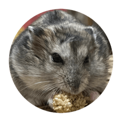 ハムスターのラピスちゃん。お食事編