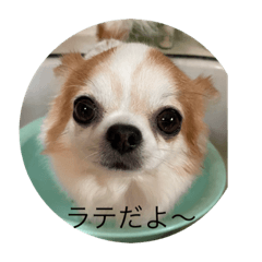 ラテは陽気な男の子