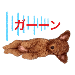 トイプーのモコち