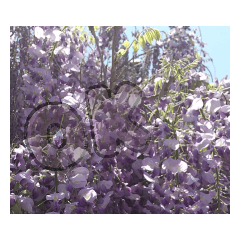 裕一コレクション2