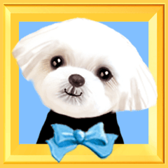 【マルチーズ】動く！ペットたち