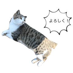 猫の可愛いところ