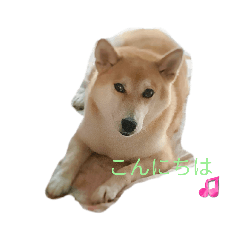 しょうたです♡