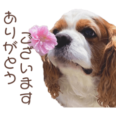 ちょちょフレンズ