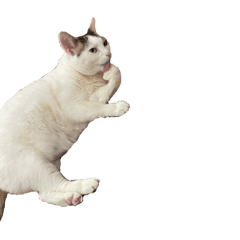 うちのにこさんのスタンプ1