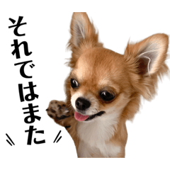 気まぐれチワワの日常