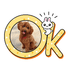 ココア＆チップ