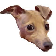 Italian greyhound SORA 2