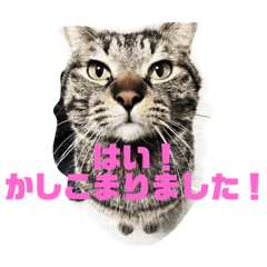 チャッピーとエマに癒されたい！