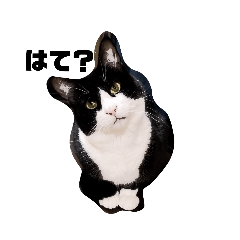 ハチワレぜんちゃん